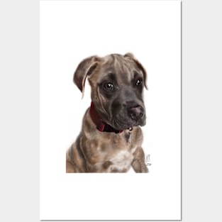 A Very Sensitive Pit Bull Puppy Posters and Art